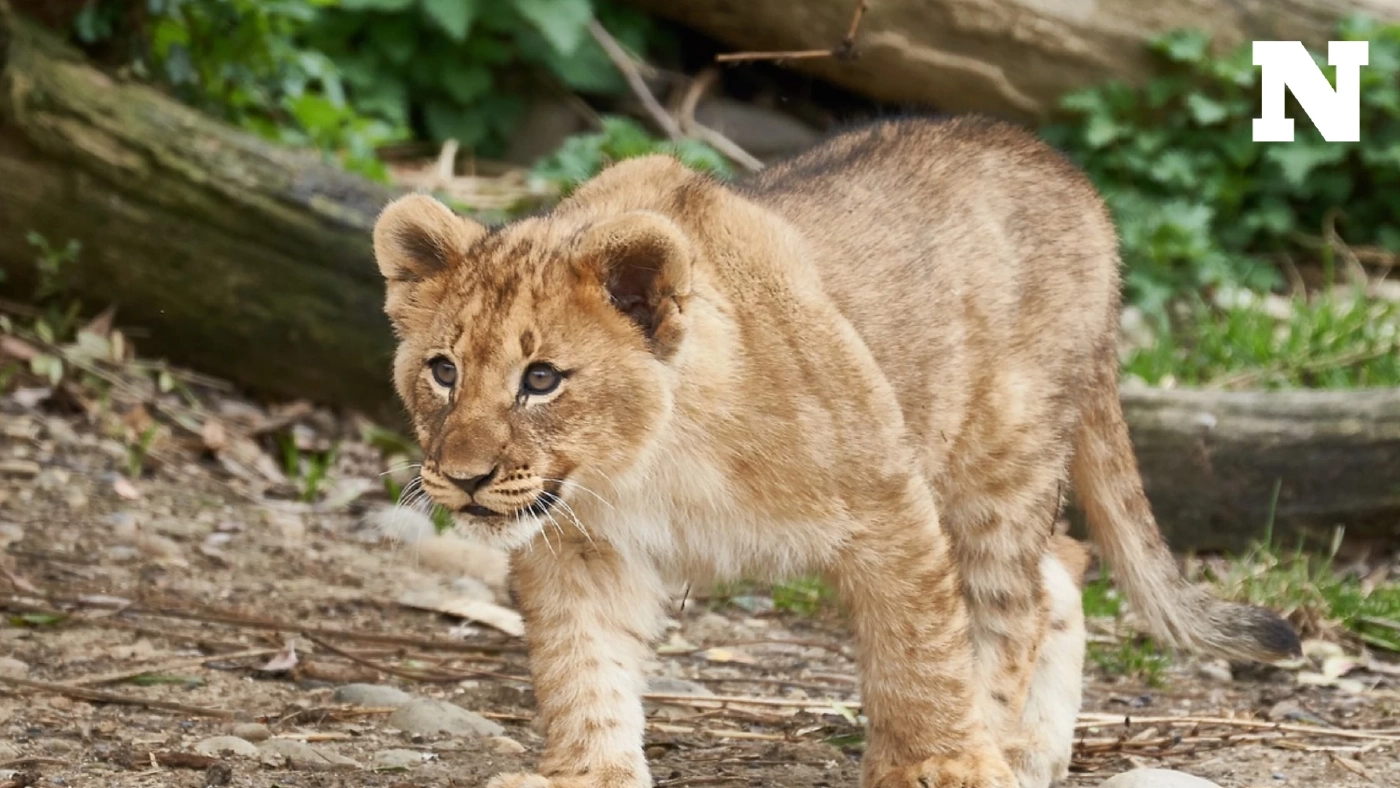 ทำไมคนรวยต้องเลี้ยงสัตว์หายาก ไม่เลี้ยงสุนัข-แมว เหมือนคนอื่น