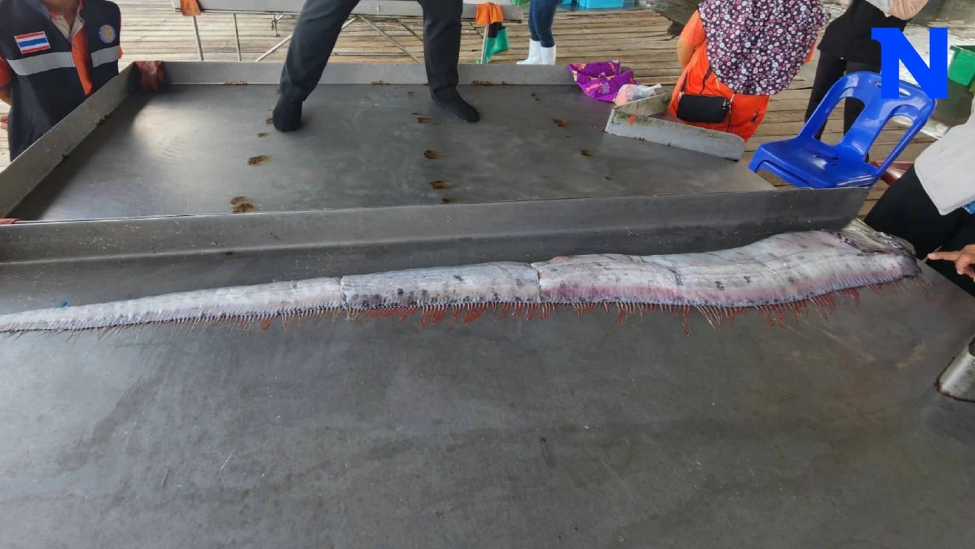 สรุปให้ ทำไม "ปลาออร์ฟิช" โผล่ทะเลสตูล นักวิชาการฯ ชี้ ไม่เกี่ยวภัยพิบัติ