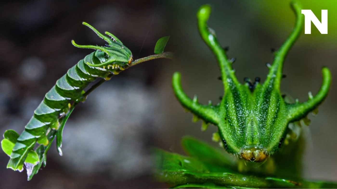 น้อนก็เท่ซะด้วย! พบหนอนหน้าตาแปลก สีเขียว หัวคล้ายมังกร โผล่ที่ จ.พัทลุง