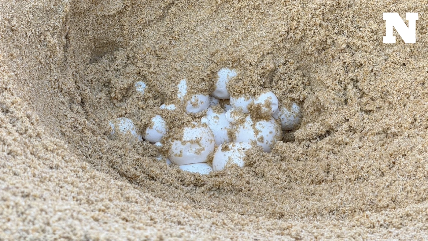 พังงามีข่าวดี "แม่เต่ามะเฟือง" ขึ้นวางไข่ 125 ฟอง เป็นรังที่ 12 ที่หาดบ่อดาน พังงามีข่าวดี "แม่เต่ามะเฟือง" ขึ้นวางไข่ 125 ฟอง เป็นรังที่ 12 ที่หาดบ่อดาน