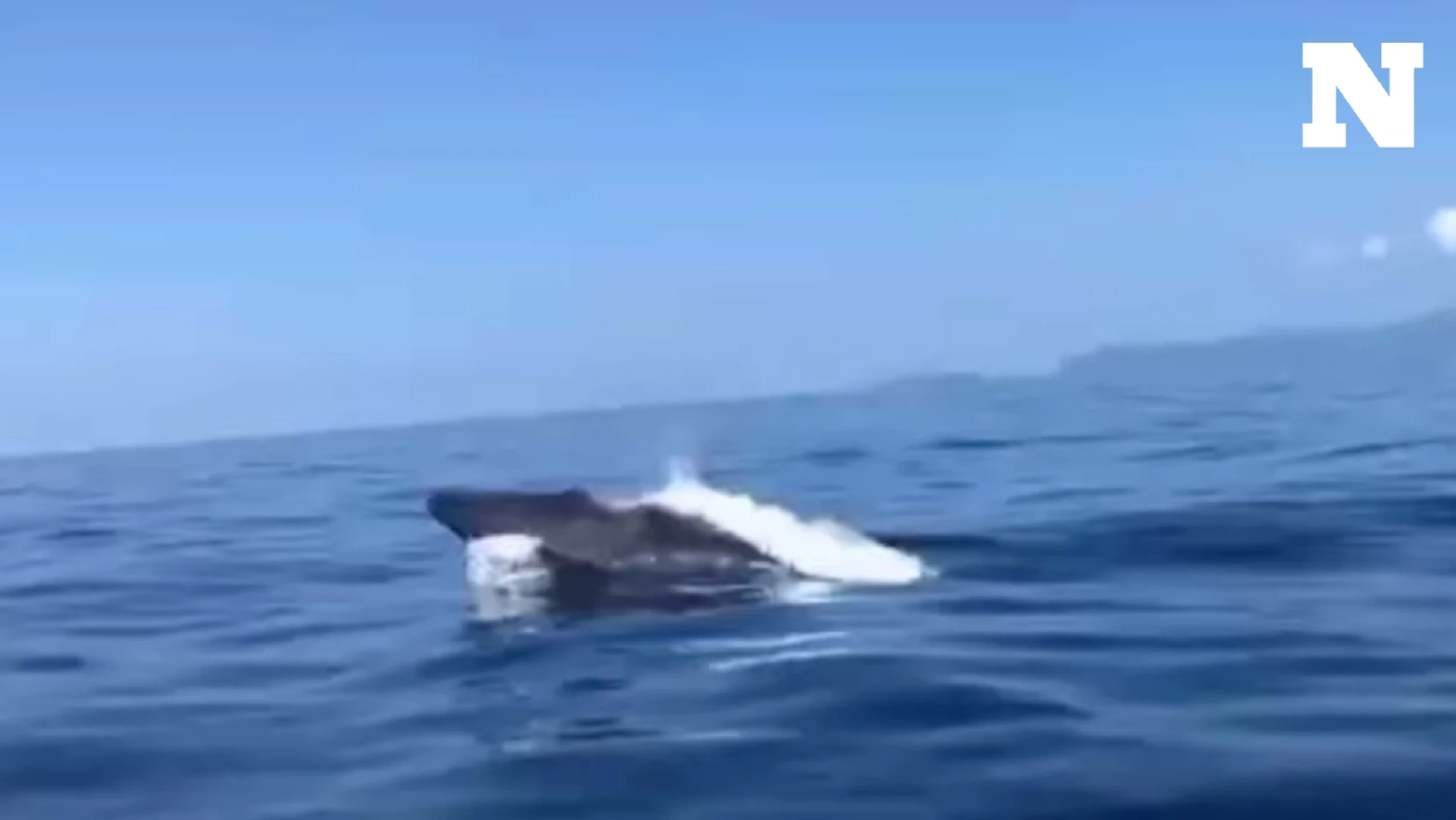 อุทยานฯ หมู่เกาะสุรินทร์ เผยคลิป "วาฬโอมูระ" ว่ายน้ำทักทายเจ้าหน้าที่