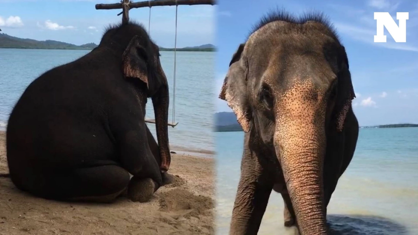 ชีวิตใหม่ "พังดัมมี่" ช้างแสนรู้ เดินทางจากสงขลา ไปอยู่ลำปาง