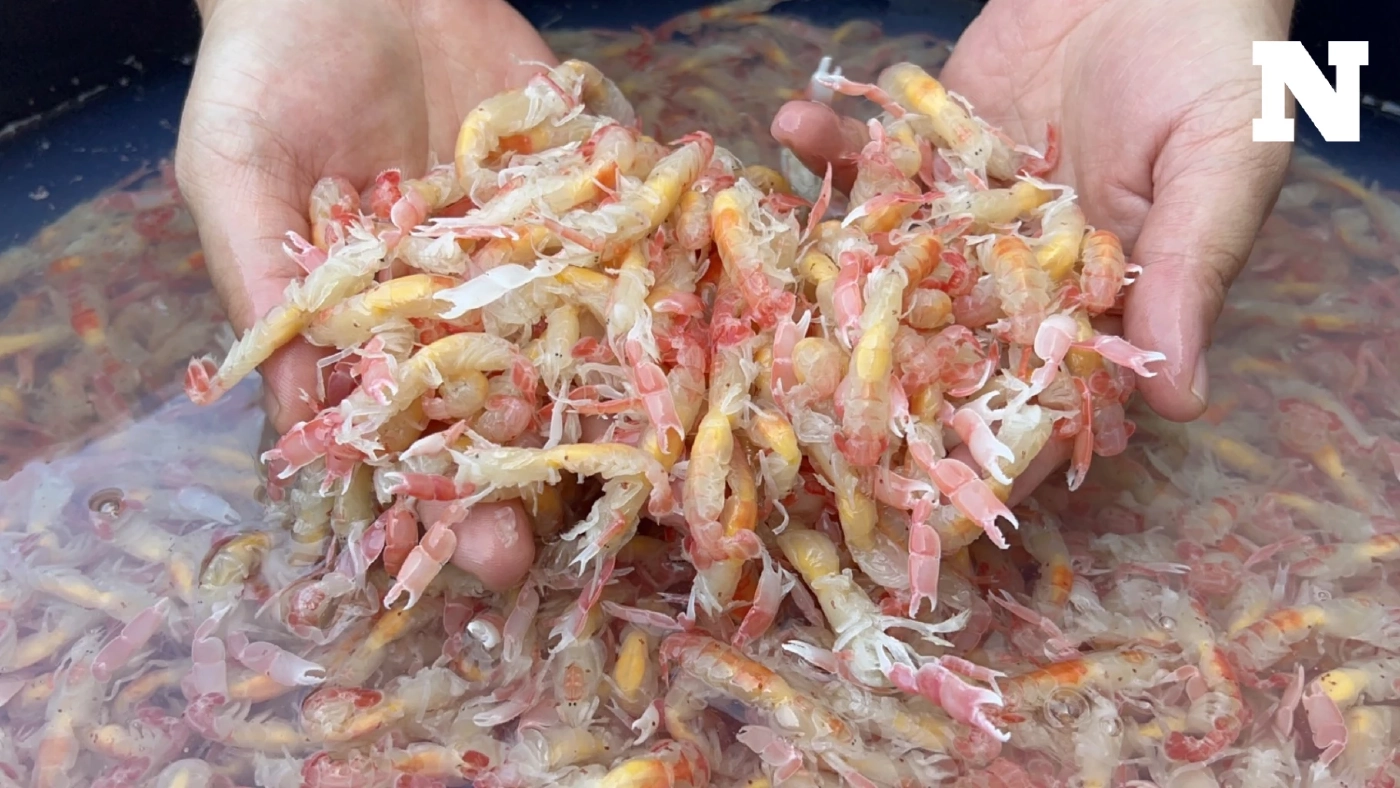 "กั้งหางแดง" สัตว์หายาก โผล่ลอยเกลื่อนทะเลบางแสน