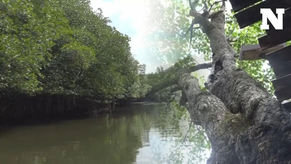 พบเส้นทางท่องเที่ยวใหม่ สตูล ล่องเรือชมธรรมชาติ เช็คอินต้นพังกาหัวสุมดอกแดงร้อยปี