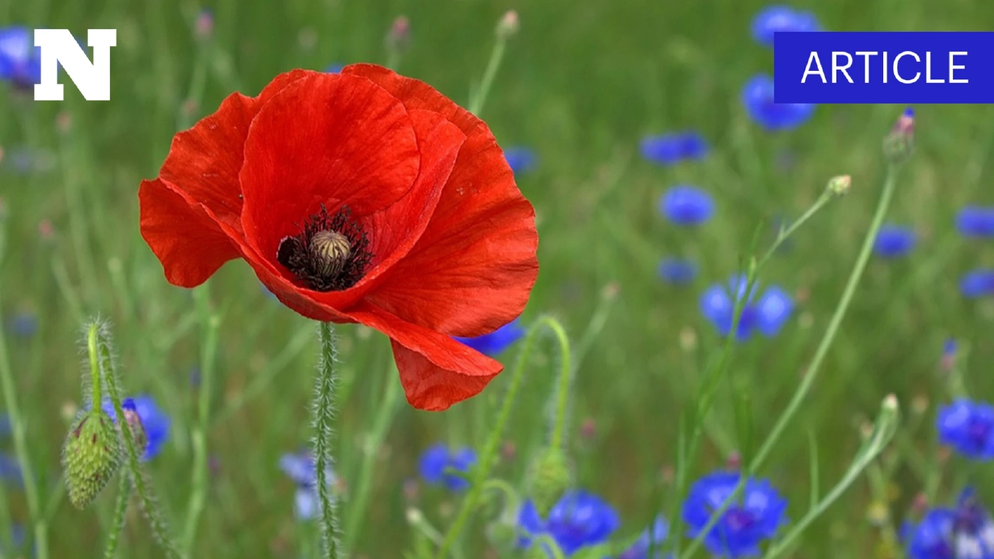 ทำความรู้จัก “ดอกป๊อปปี้” สัญลักษณ์ “วันทหารผ่านศึก” 3 กุมภาพันธ์