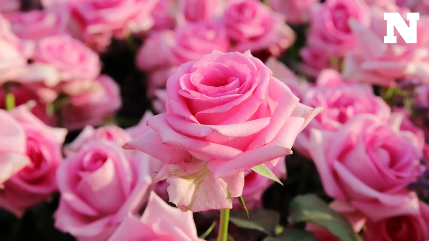 วิทยาศาสตร์การให้ดอกไม้ ทำไมเราจึงมีความสุขเมื่อได้รับดอกไม้