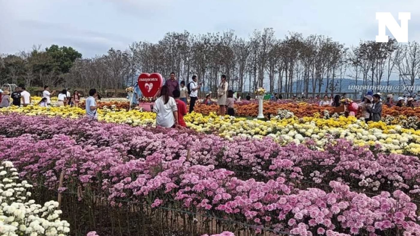ชวนเที่ยวงานเบญจมาศบานในม่านหมอก สัมผัสบรรยากาศโรแมนติก ที่วังน้ำเขียว โคราช