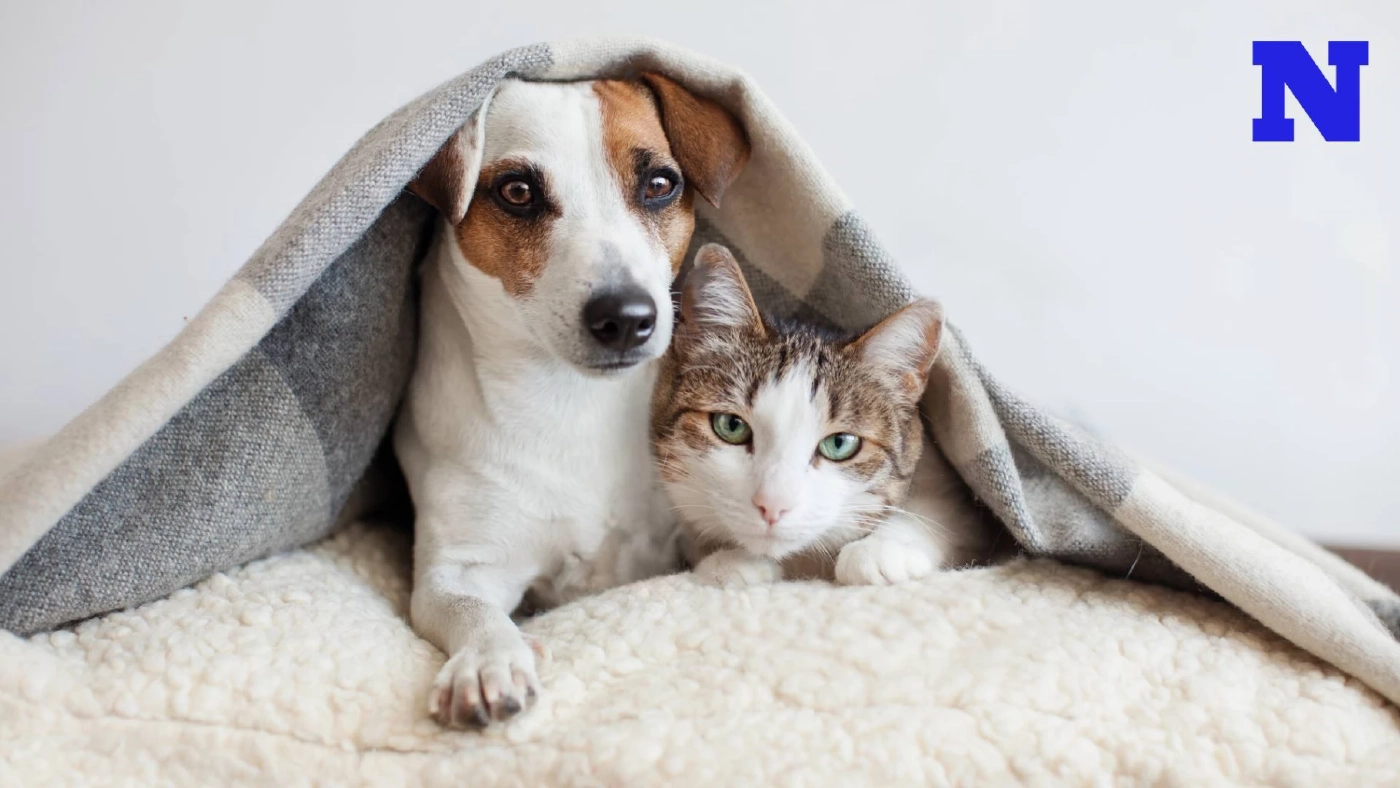 สัตวแพทย์ เผย ควันบุหรี่เป็นอันตรายต่อ "หมา-แมว" เตือนเจ้าของสูบให้ห่างสัตว์เลี้ยง