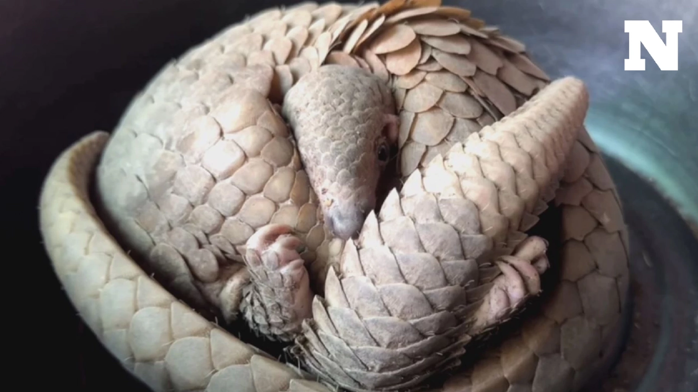 ชาวบ้านพบตัวนิ่ม 2 แม่ลูก พลัดหลง เกรงถูกหมากัด-โดนจับไปขาย แจ้งกู้ภัยส่งให้ จนท.