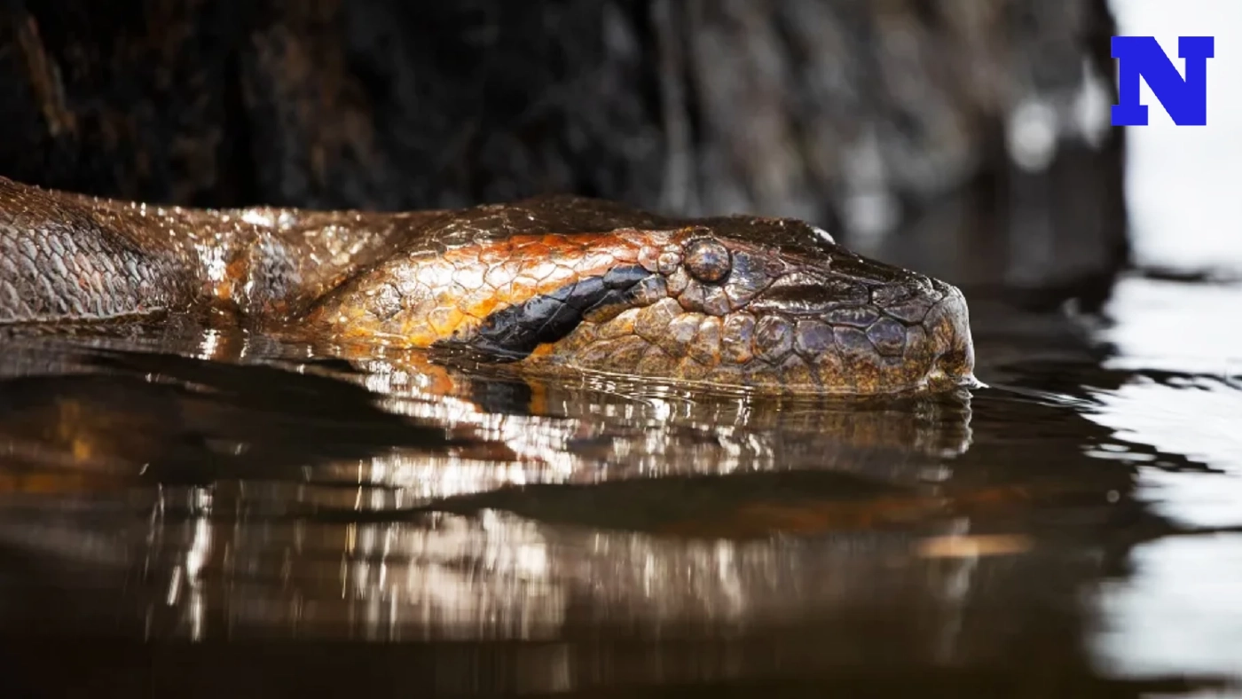 พบ "อนาคอนดาเขียว" ใหญ่ที่สุดในโลกที่แอมะซอน