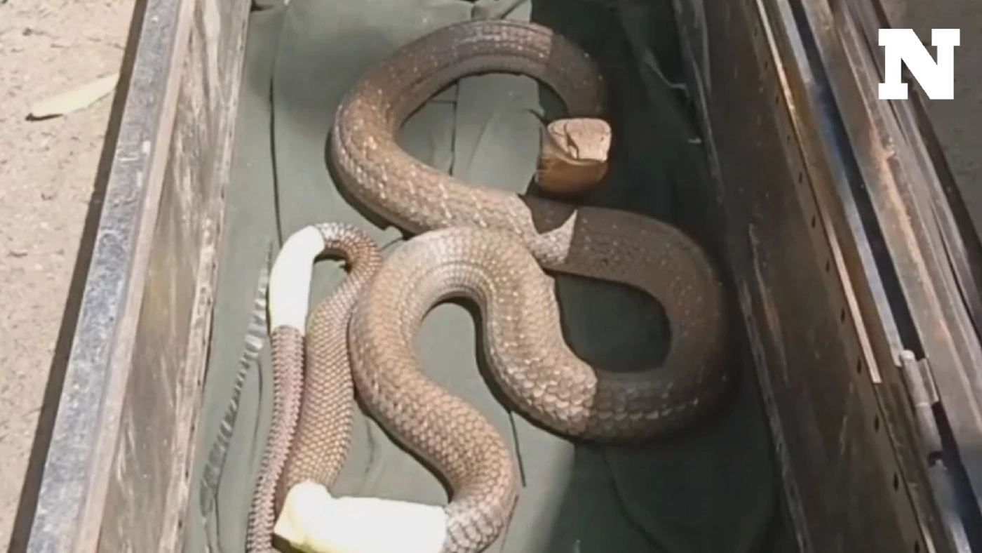 ทหารช่วย "จงอาง" ถูกหมากัดบาดเจ็บ ส่ง รพ.สัตว์ ผ่าตัดรอดตาย ในวันวาเลนไทน์