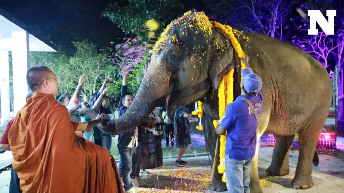 "พังดัมมี่" ถึงศูนย์อนุรักษ์ช้างไทย จ.ลำปาง คืนแรกล้มตัวหลับสนิท