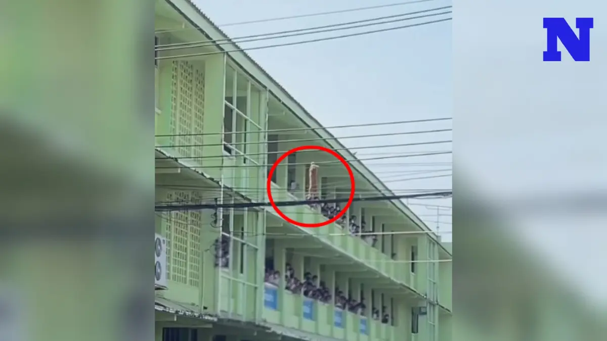 ลุ้นทั้งโรงเรียน "แมวส้ม" โผล่เกาะสายไฟ โชคดีได้นักเรียน-ครูช่วยไว้