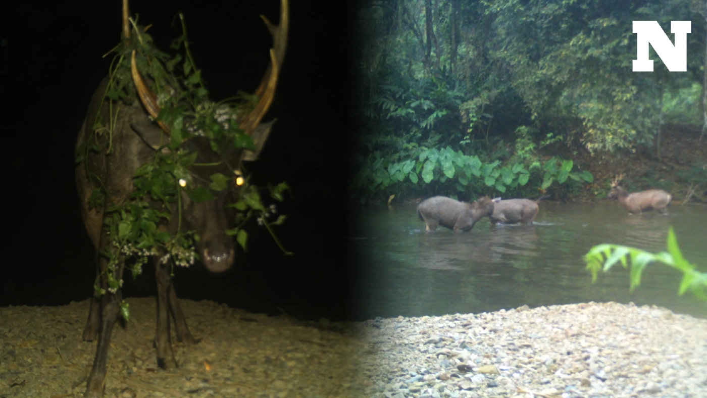 เผยภาพสัตว์ป่าหลายชนิด โผล่อวดโฉมริมแม่น้ำเพชรบุรี บ่งบอกความอุดมสมบูรณ์ผืนป่า
