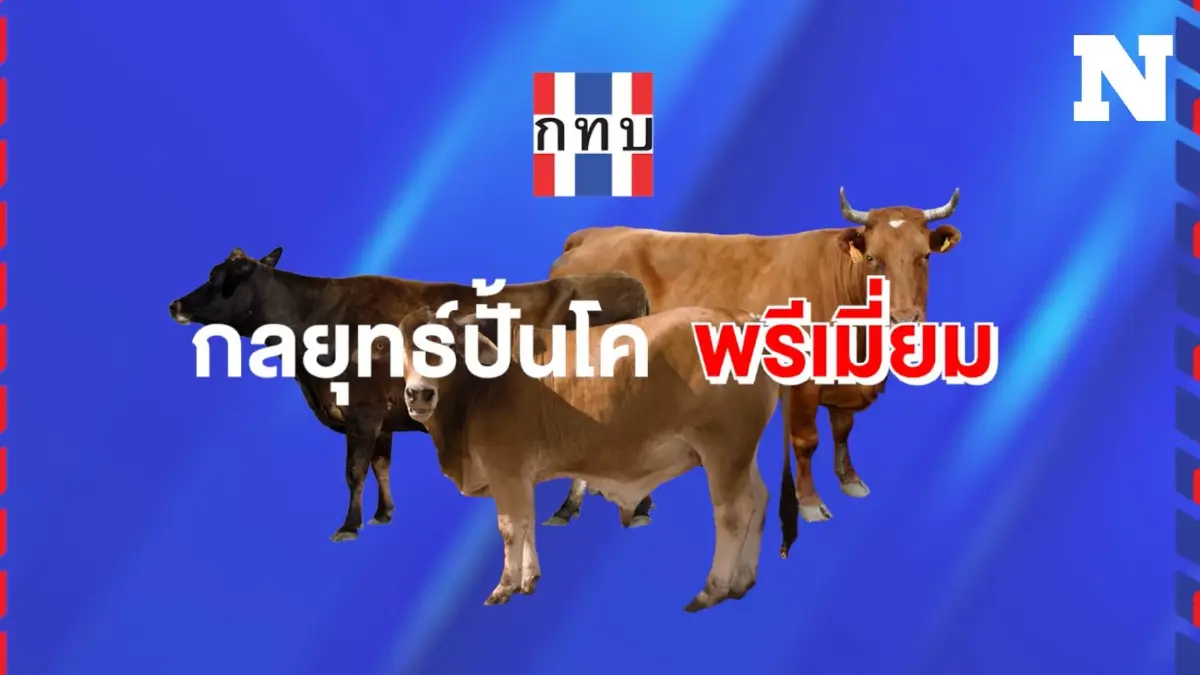 กลยุทธ์ปั้นโคพรีเมี่ยม เลี้ยงโคได้มากกว่าที่คิด เลี้ยงได้ก็หายจน กลยุทธ์ปั้นโคพรีเมี่ยม เลี้ยงโคได้มากกว่าที่คิด เลี้ยงได้ก็หายจน