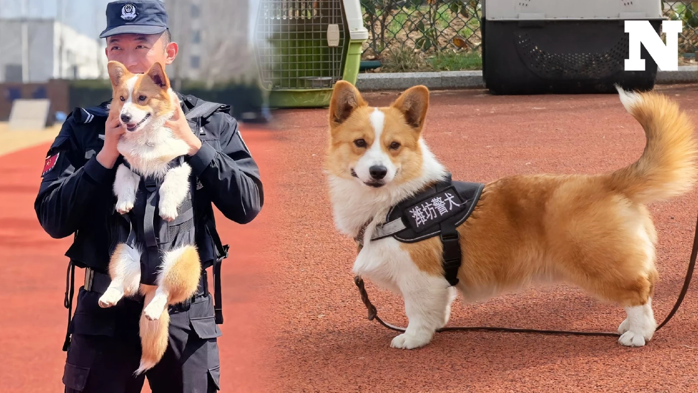 รู้จัก "ฟู่ไจ๋" สุนัขตำรวจคอร์กี้ที่ทำให้คนใจฟูกันทั้งโซเชียล รู้จัก "ฟู่ไจ๋" สุนัขตำรวจคอร์กี้ที่ทำให้คนใจฟูกันทั้งโซเชียล