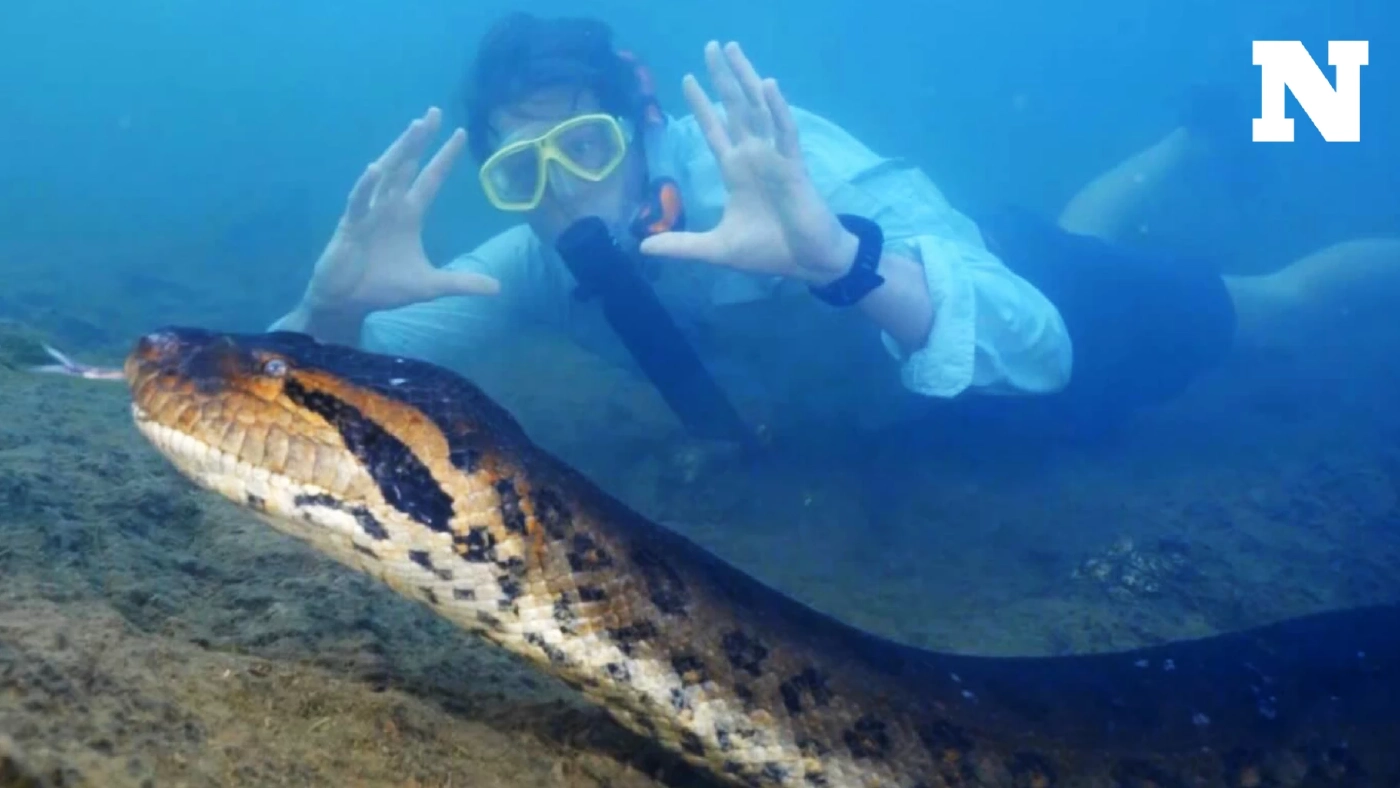 "อนาจูเลีย" อนาคอนดาตัวใหญ่ที่สุดในโลกถูกยิงตาย "อนาจูเลีย" อนาคอนดาตัวใหญ่ที่สุดในโลกถูกยิงตาย