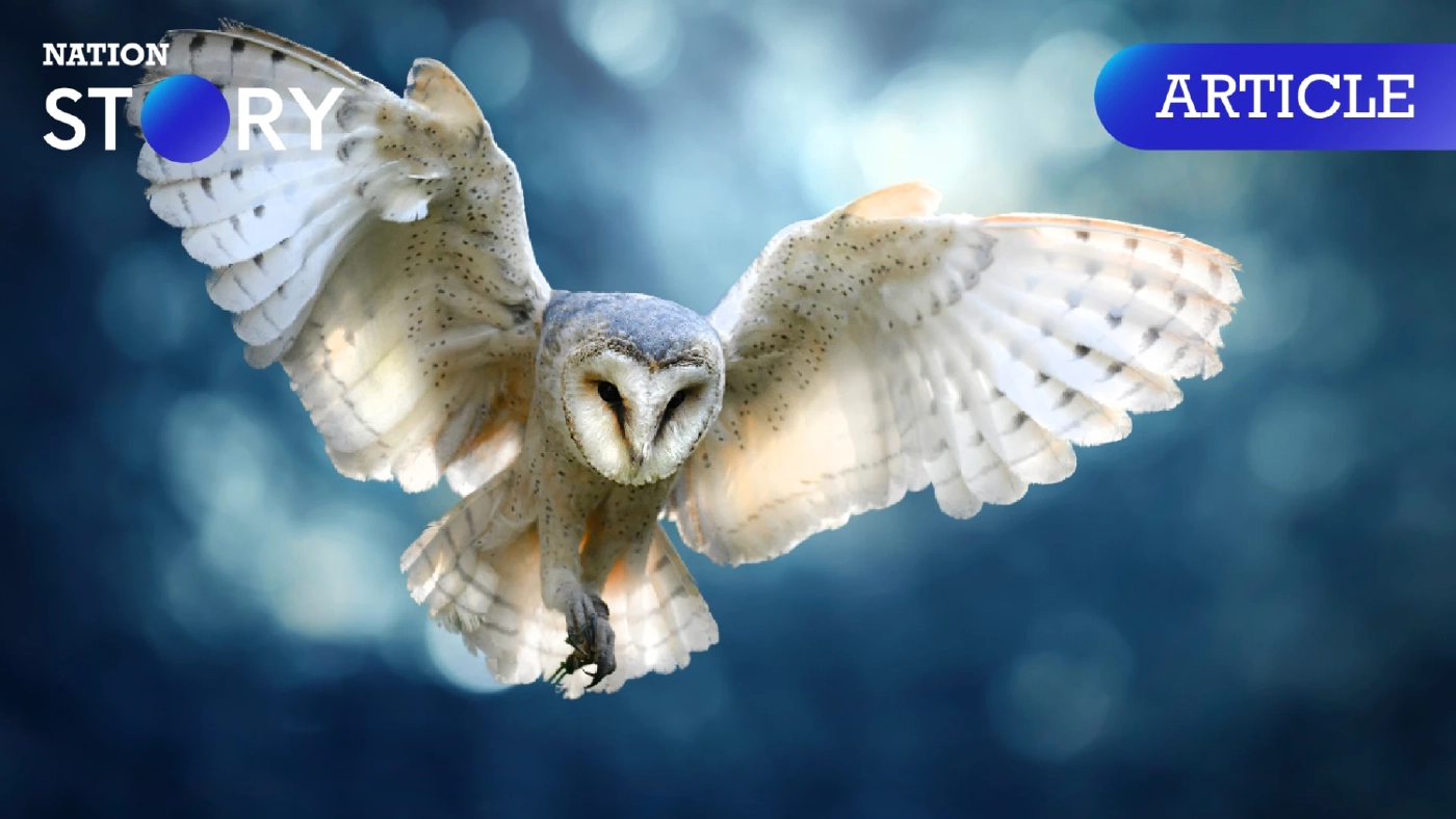 หากเจออย่าทำร้ายน้อง รู้จัก "นกแสก" สัตว์ตากลมโต ผู้ช่วยรักษาสมดุลของระบบนิเวศ