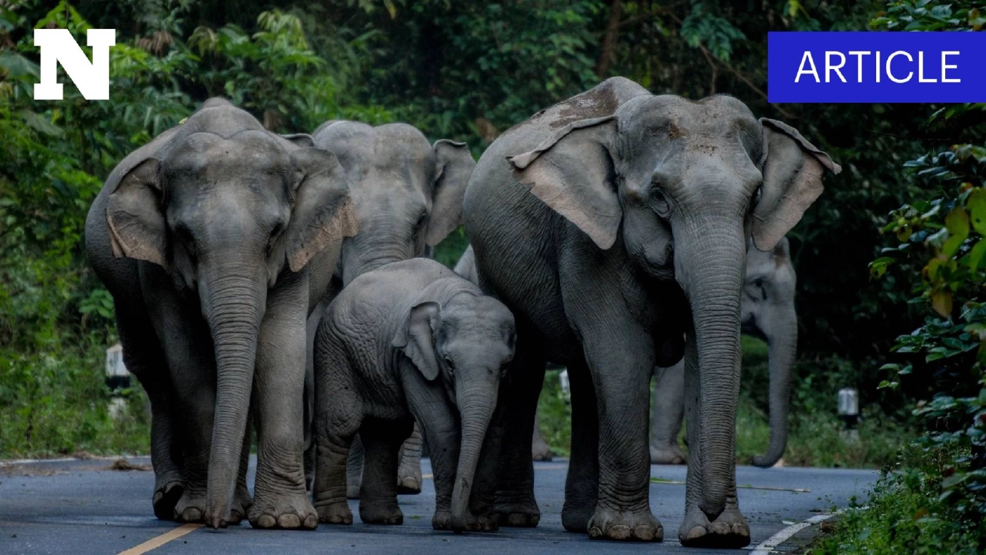 13 มีนาคม "วันช้างไทย" เปิดแผนลดขัดแย้ง คน-ช้างป่า เพื่อการอยู่ร่วมกันอย่างยั่งยืน