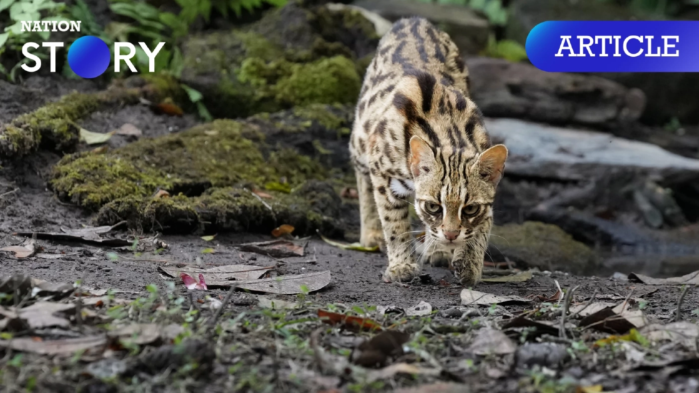 "แมวดาว" เจ้าตัวน้อยน่ารัก กับบทบาท "นักล่า" ผู้ควบคุมประชากรสัตว์ป่าอื่นๆ