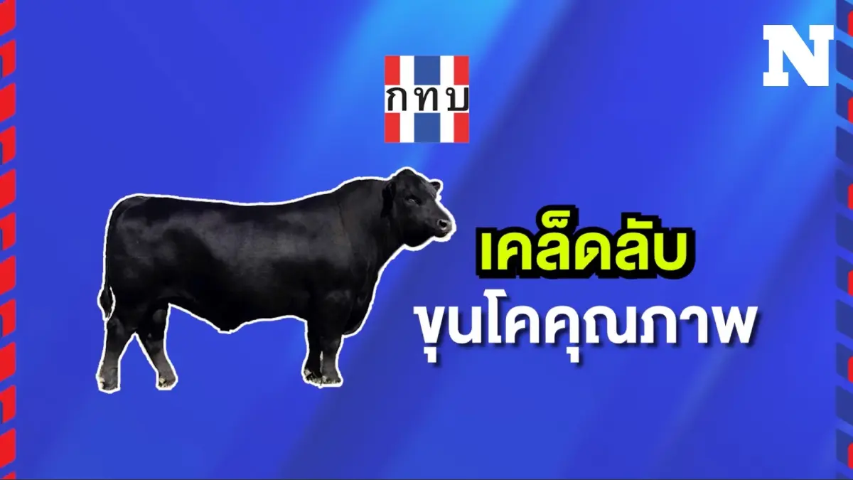เคล็ดลับโคขุนคุณภาพเจาะลึก โคเงินล้าน เคล็ดลับโคขุนคุณภาพเจาะลึก โคเงินล้าน