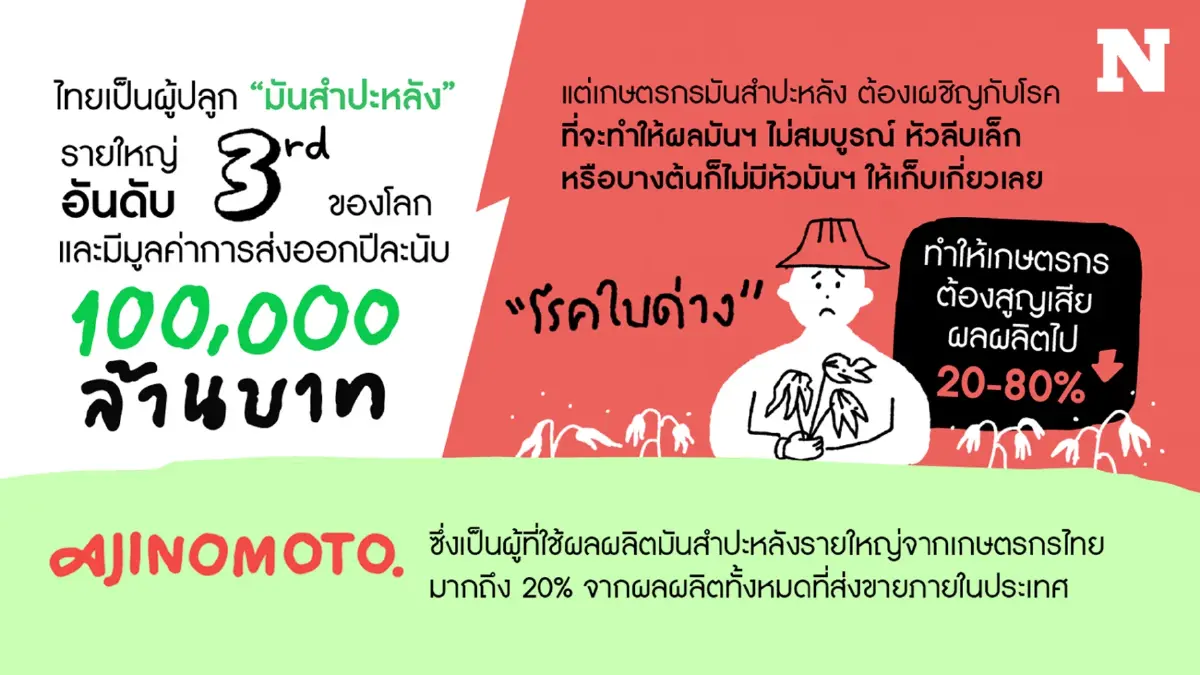 "Thai Farmer Better Life Partner" Ajinomoto ดูแลเกษตรกรไทยผู้ปลูกมันปะหลัง "Thai Farmer Better Life Partner" Ajinomoto ดูแลเกษตรกรไทยผู้ปลูกมันปะหลัง