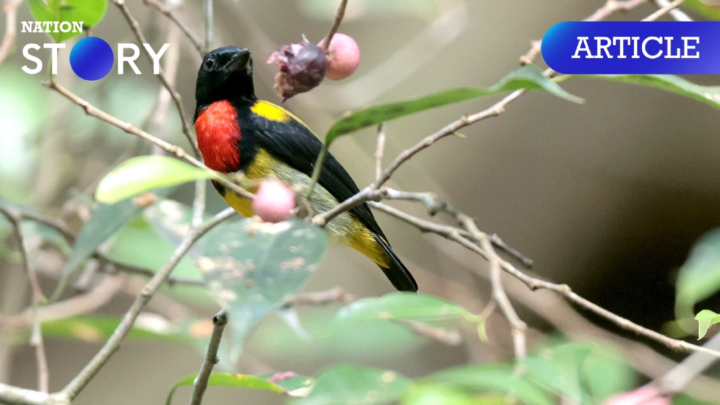 "นกกาฝากอกแดง" สัตว์ป่าคุ้มครองหายาก เจ้าตัวเล็กที่พบได้ที่เขาน้ำค้างสงขลา