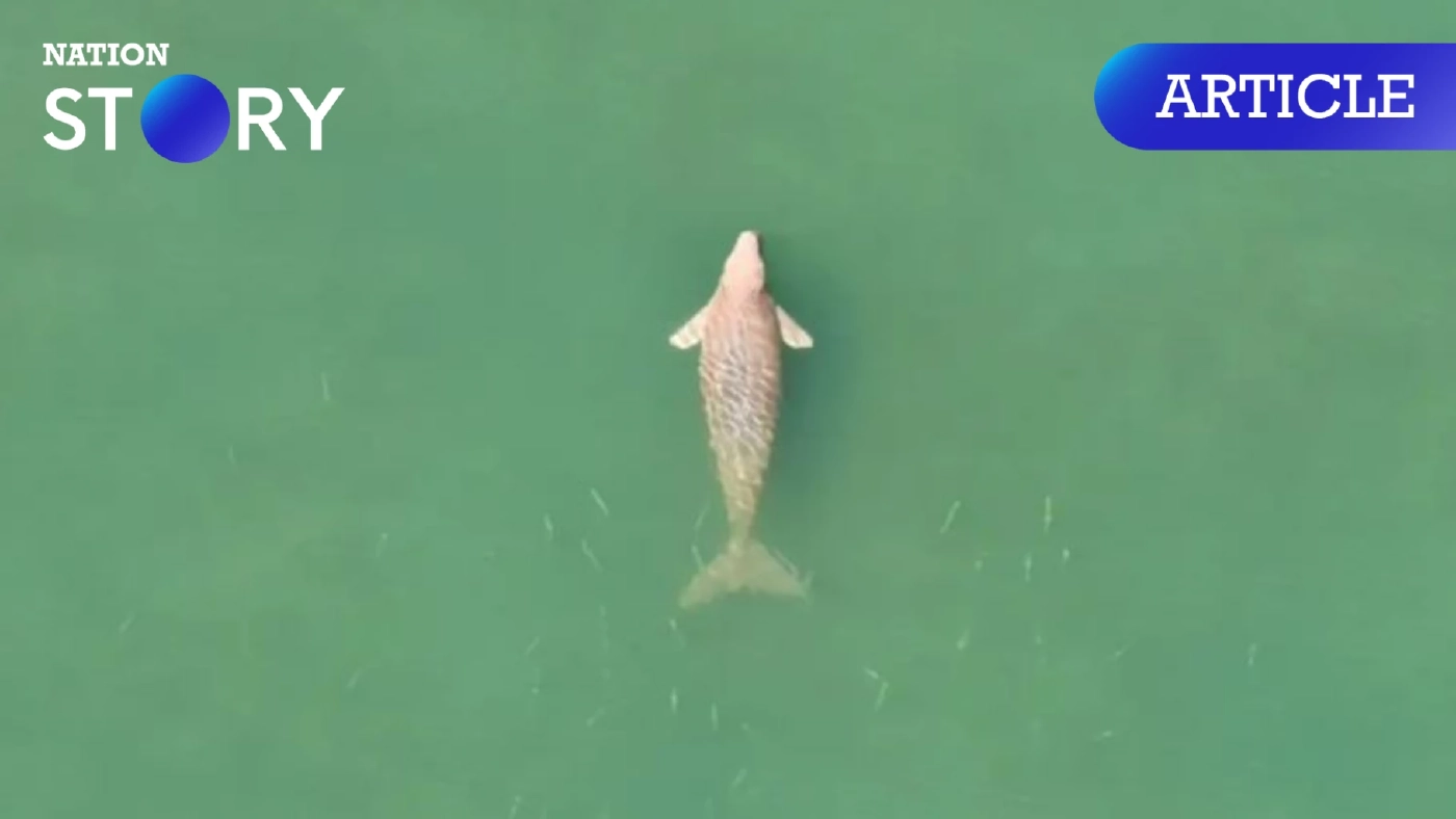 เปิดผลสรุปเบื้องต้น สาเหตุหญ้าทะเลตาย กระทบ "พะยูน" ตรัง กับกุญแจสำคัญแก้วิกฤต เปิดผลสรุปเบื้องต้น สาเหตุหญ้าทะเลตาย กระทบ "พะยูน" ตรัง กับกุญแจสำคัญแก้วิกฤต