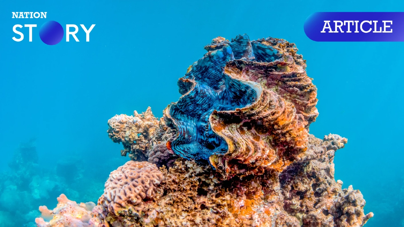 "หอยมือเสือ" คืออะไร รู้จักหอยสองฝาใหญ่สุดในโลก สำคัญอย่างไรกับท้องทะเล