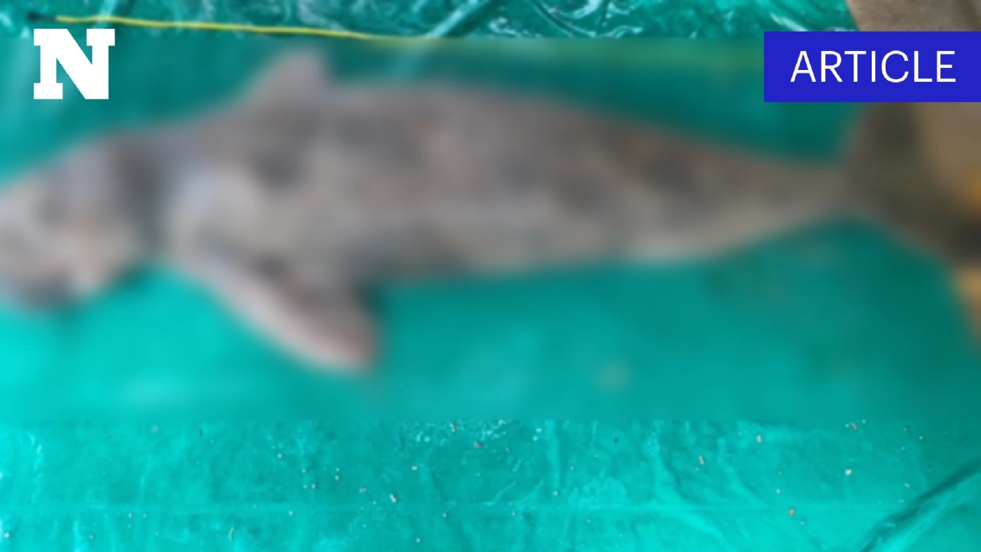 เศร้า "พะยูน" ตรัง จากโลกตัวที่ 4 ของปี เกิดอะไรขึ้นกับทะเลไทย