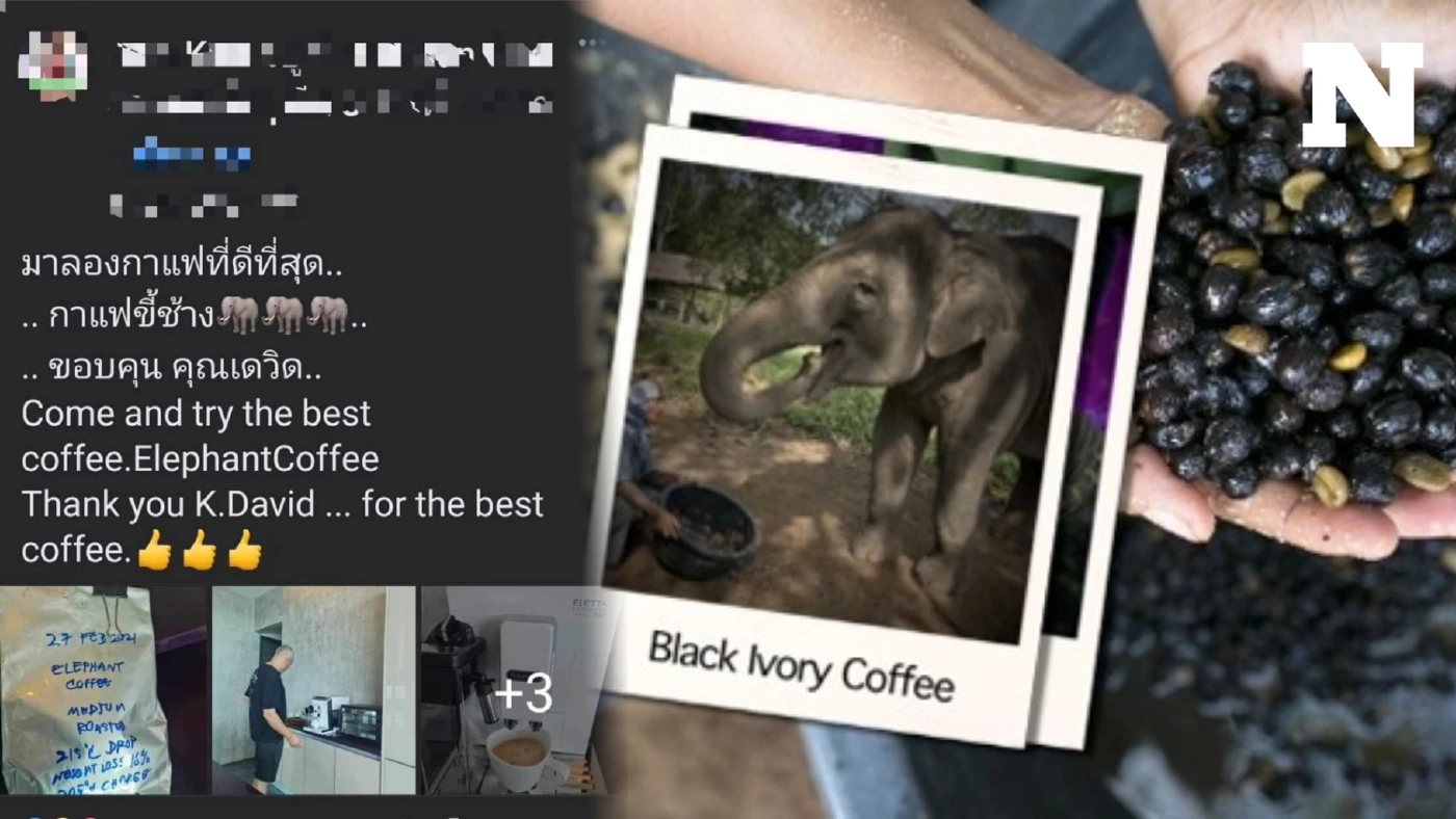 รู้จัก "กาแฟขี้ช้าง" กาแฟที่แพงสุดในโลก ที่ "เดวิด ฝรั่งเตะหมอ" แจกให้เพื่อน