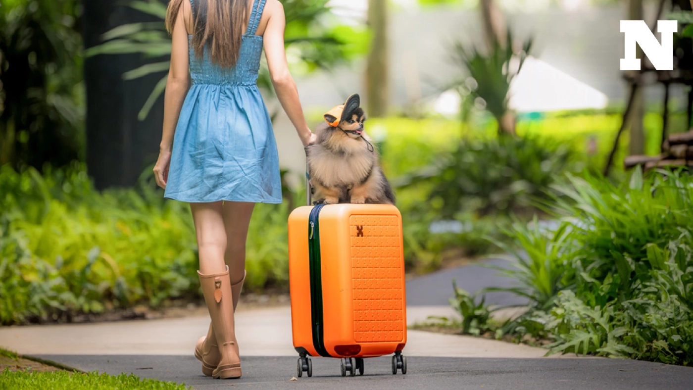 ชวนมาพักผ่อนที่โฮม่าภูเก็ตเชิงทะเล Pet-friendly สัตว์เลี้ยงเข้าพักได้