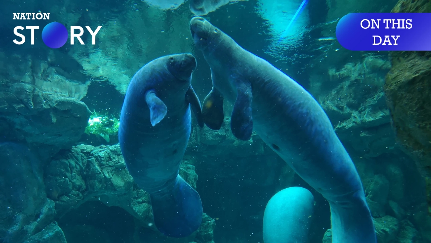 29 มีนาคม วันเล็งเห็นคุณค่าแมนนาที "วัวทะเล" ญาติใกล้ชิด "พะยูน" ผู้รักสงบ