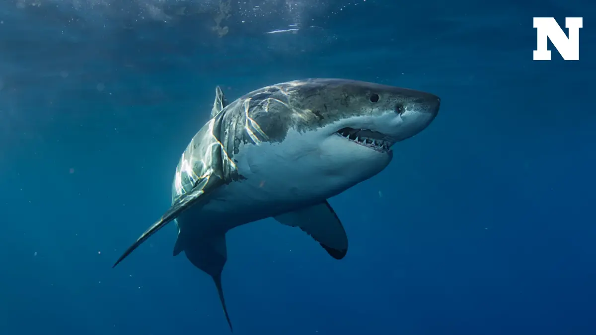 ฉลามไม่ได้อยากงับคุณ ปีหนึ่งมีคนเสียชีวิตเพราะถูกฉลามกัดแค่ 10 คน