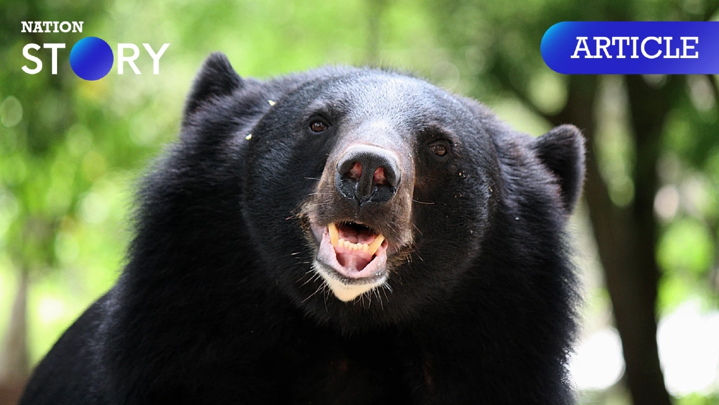 23 มีนาคม พารู้จักเรื่องหมีๆ เนื่องใน "วันหมีโลก"