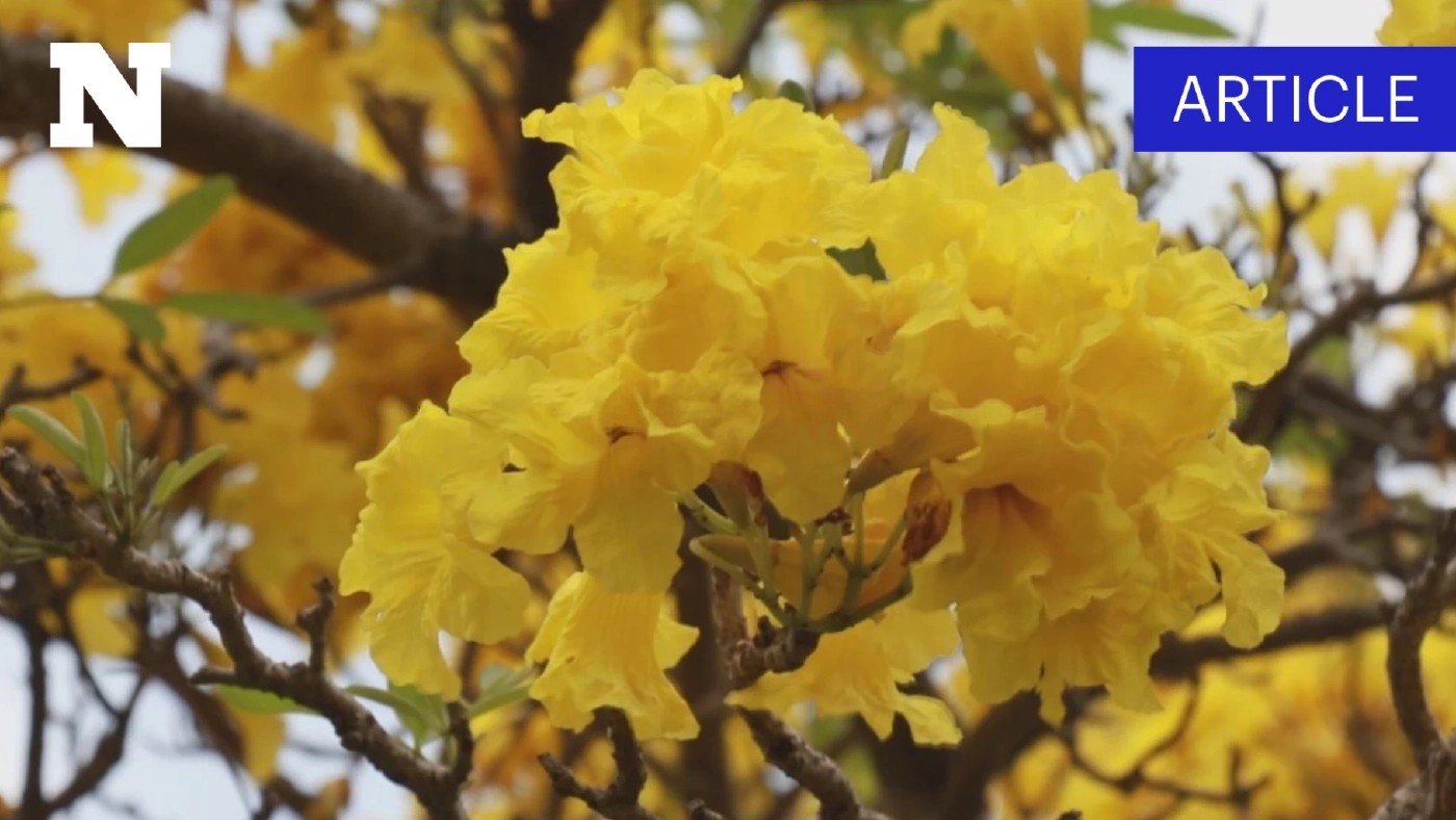 "ดอกเหลืองปรีดียาธร" บานสะพรั่งสวยงามรับลมร้อน พร้อมเปิดพิกัดแชะภาพ