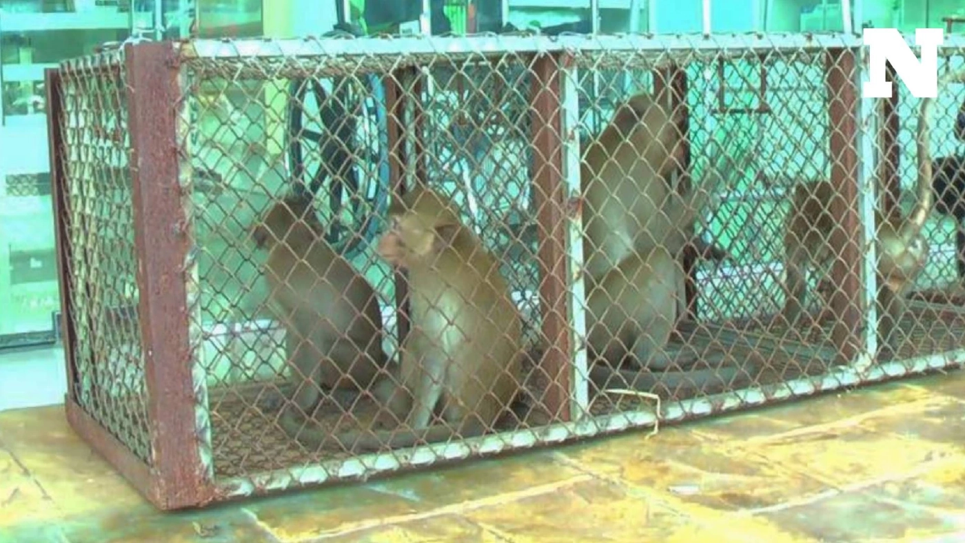 เจ้าหน้าที่กรมอุทยานฯ ล็อกตัว "เจ้ายักษ์" ลิงจ่าฝูงหัวโจก ส่งไปอนุบาล จ.นครนายก