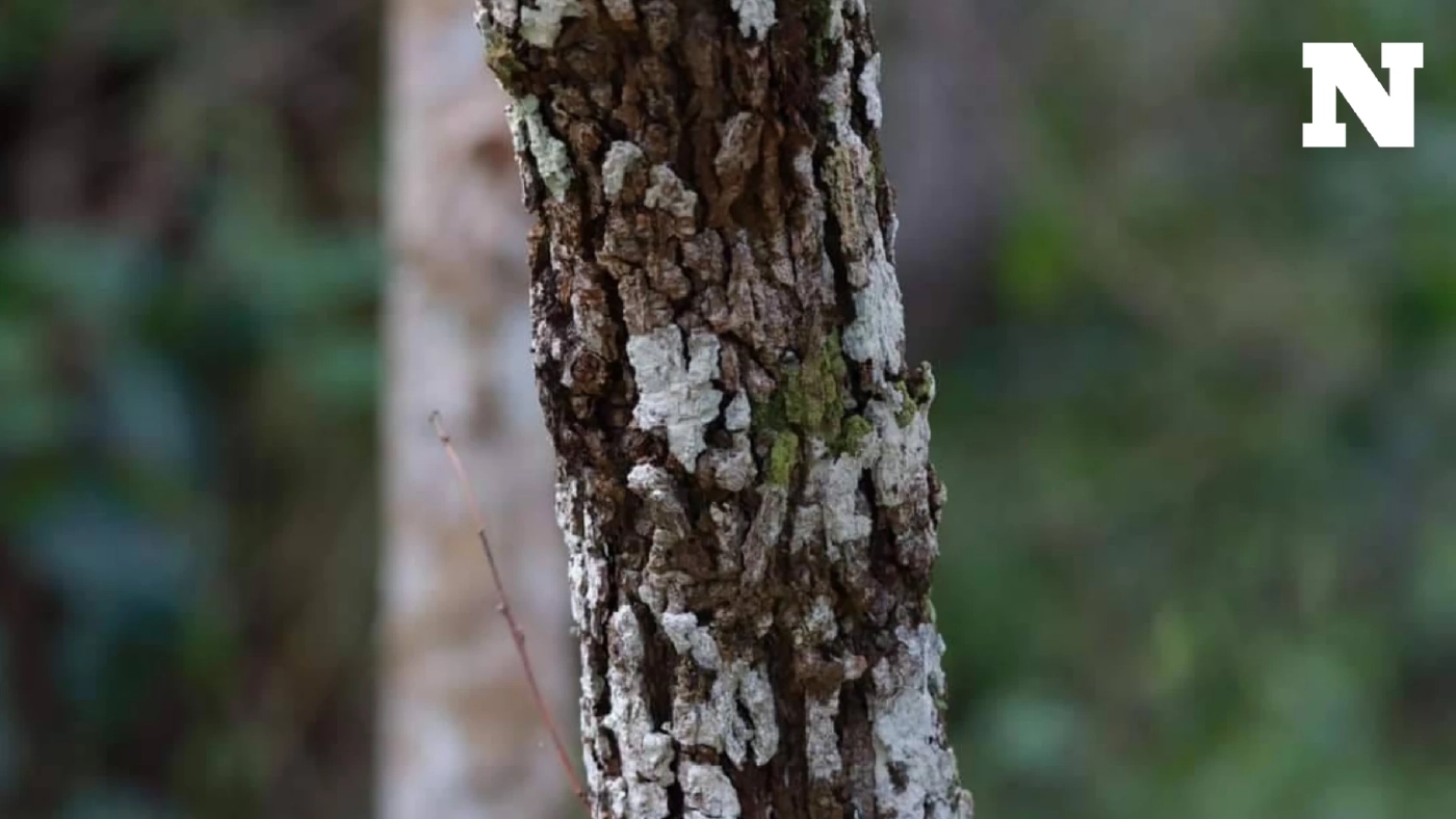 ร่อนได้ไกล พรางตัวก็เนียน เผยภาพ "กิ้งก่าบิน" สัตว์ได้ชื่อว่าเป็นมังกรน้อยแห่งป่าทึบ ร่อนได้ไกล พรางตัวก็เนียน เผยภาพ "กิ้งก่าบิน" สัตว์ได้ชื่อว่าเป็นมังกรน้อยแห่งป่าทึบ