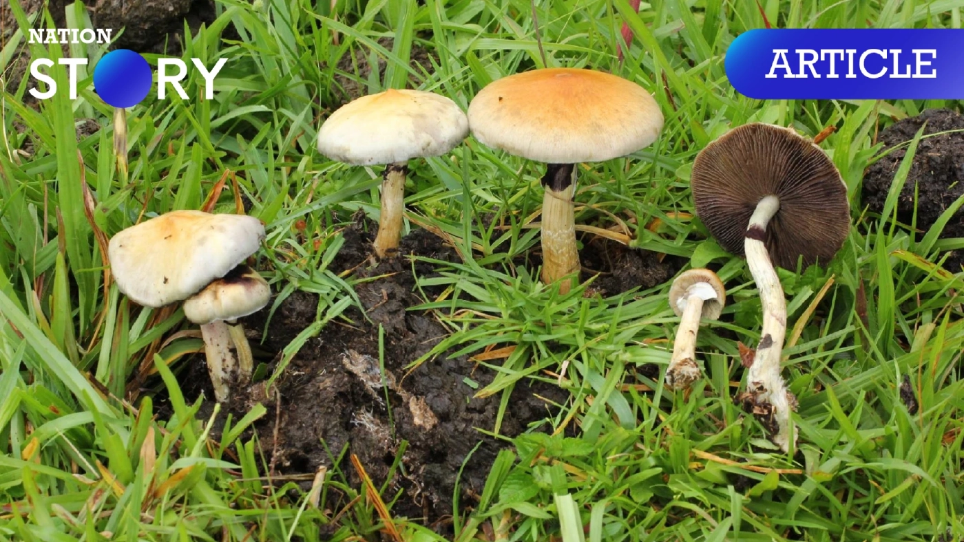 "เห็ดขี้ควาย" ไม่ใช่เห็ดมาริโอ ใครเก็บไว้ครอบครองเจอคุกของจริง