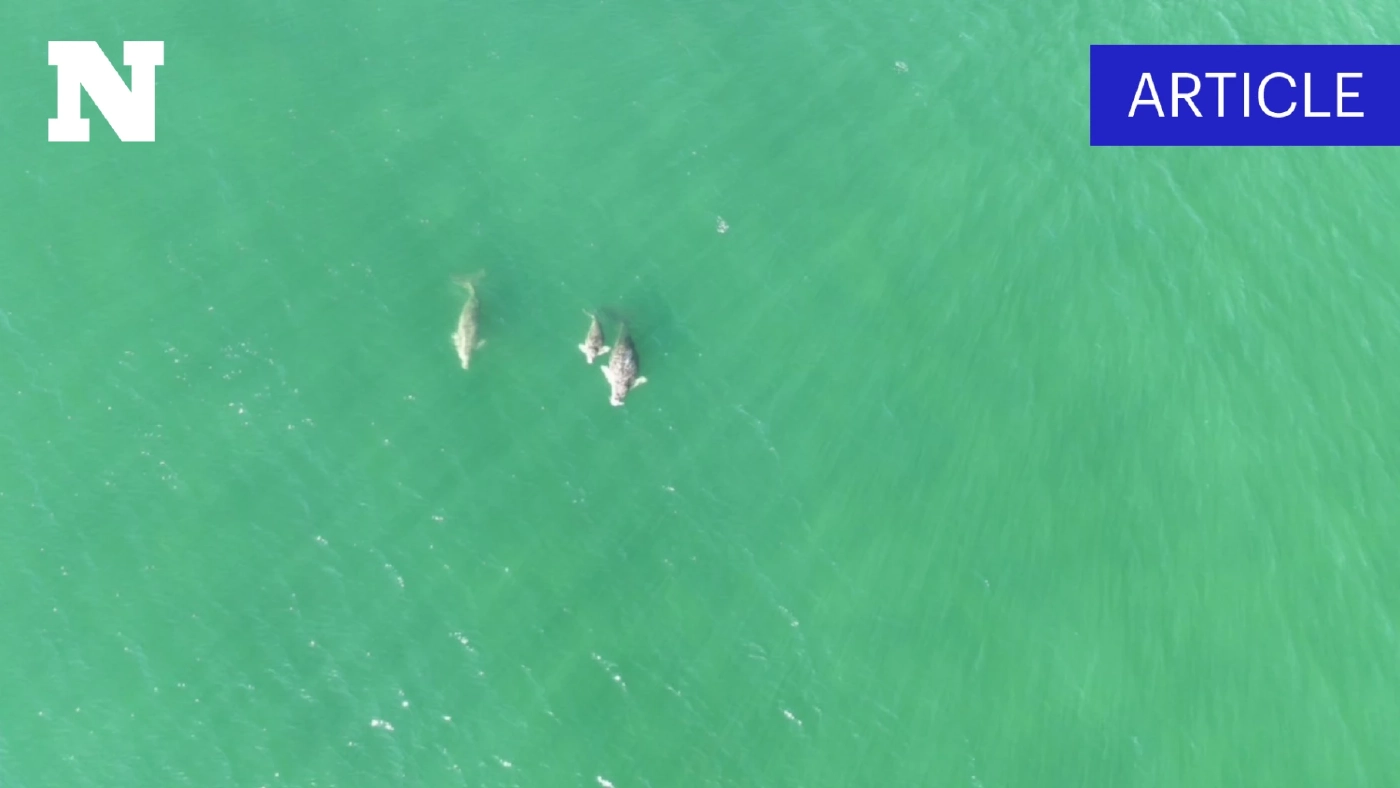 ใจหาย ประชากร "พะยูน" ตรัง ลดฮวบ หญ้าทะเลตาย ส่งสัญญาณถึงเวลาเร่งแก้วิกฤต ก่อนสายเกินไป