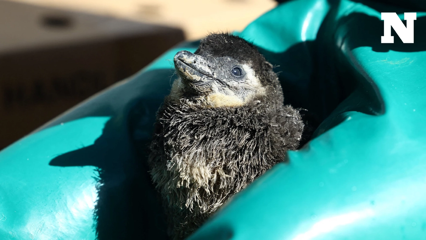 แอฟริกาใต้ชวนคนรับอุปการะ "ไข่นกเพนกวิน" ช่วยไม่ให้สูญพันธุ์