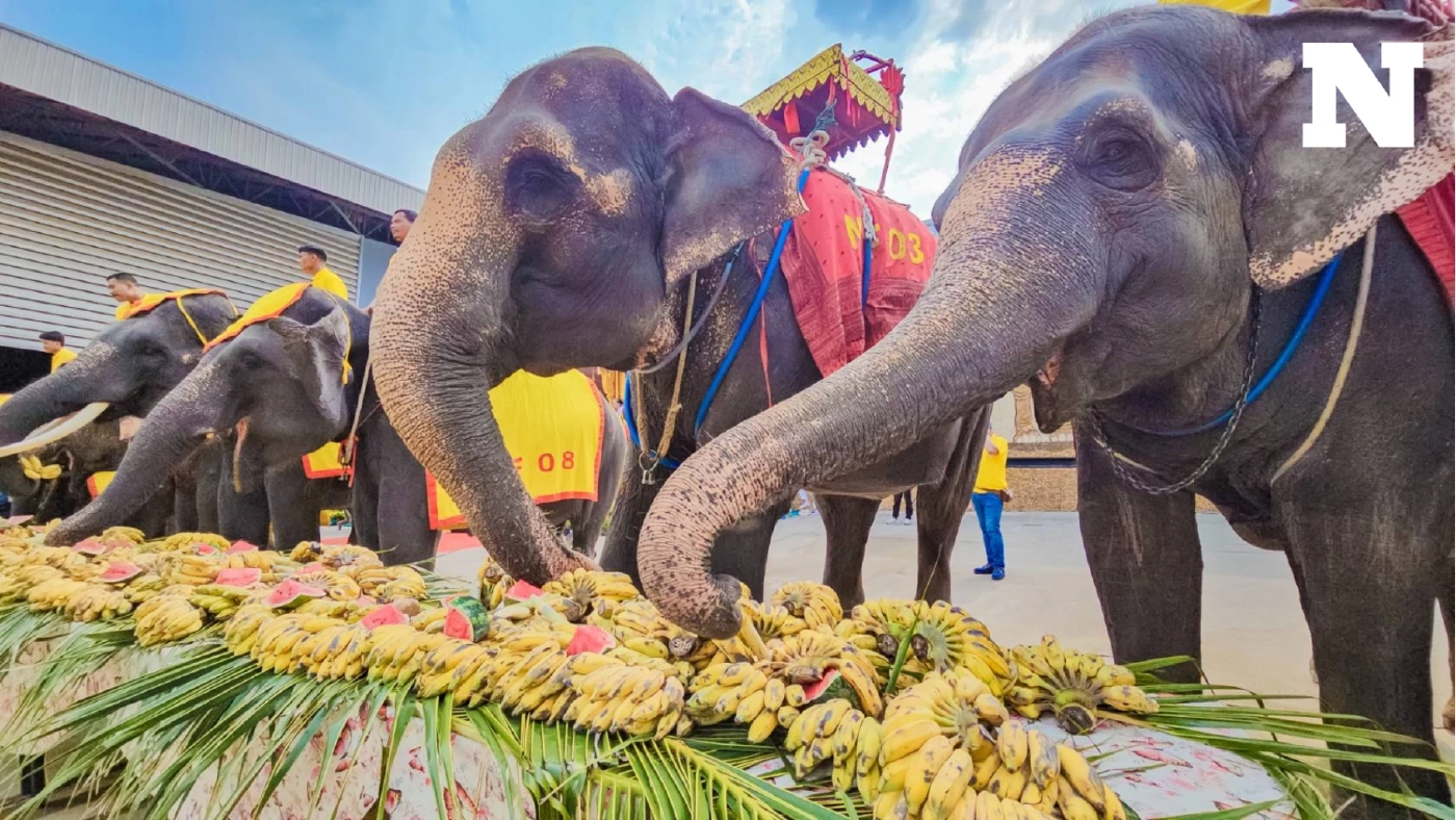 จัดใหญ่วันช้างไทย 13 มีนา ร่วมฉลองและให้ความสำคัญต่อการอนุรักษ์สัตว์คู่บ้านคู่เมือง