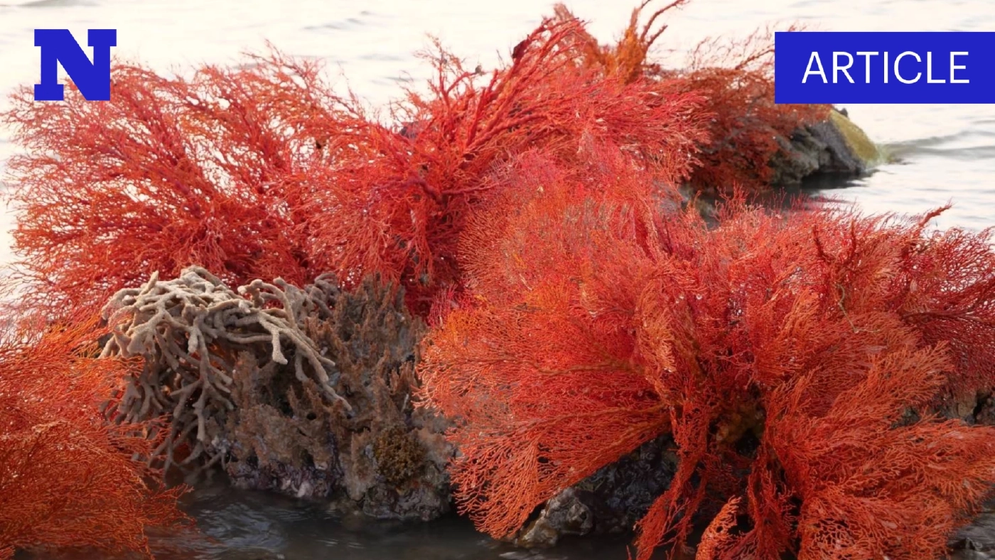 รู้จัก "กัลปังหา" คืออะไร หลัง "ซีแฟน" โผล่พ้นน้ำ กลายเป็นอันซีนแห่งใหม่เกาะสุกร