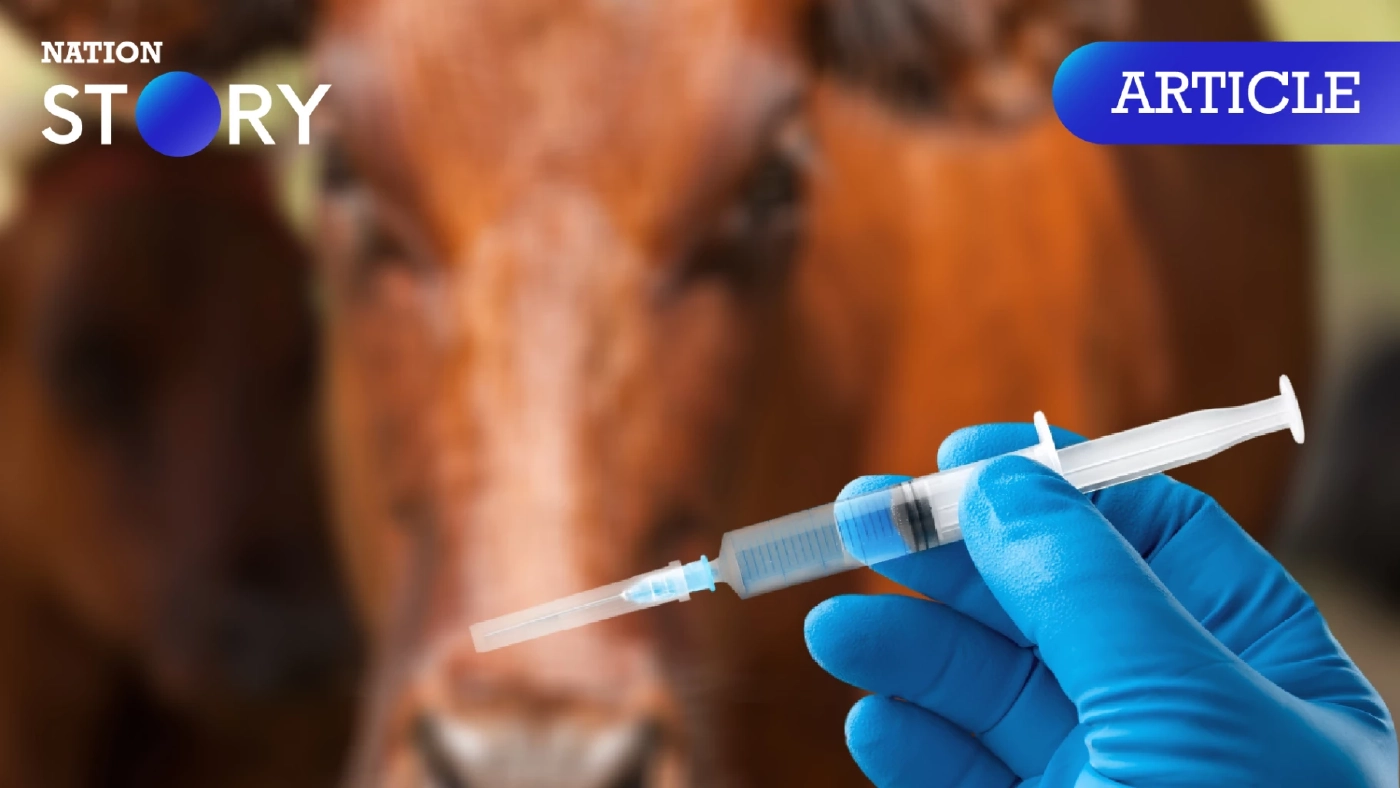 ทำความรู้จัก "โรคแอนแทรกซ์" คืออะไร ใครเสี่ยง และวิธีป้องกัน