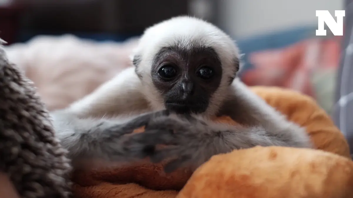 เปิดเรื่องราว "น้องกองกอย" ลูกชะนีพลัดหลงบาดเจ็บ ได้รับการช่วยเหลือ รอวันปล่อยกลับสู่ป่า