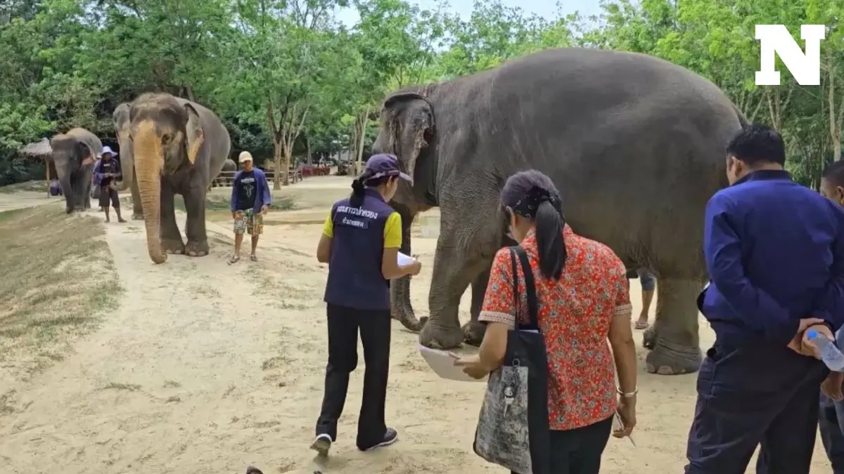 ปศุสัตว์ภูเก็ต ตรวจปางช้างคู่กรณีแพทย์หญิง พบมีใบอนุญาต ฝังไมโครชิพทุกเชือก ปศุสัตว์ภูเก็ต ตรวจปางช้างคู่กรณีแพทย์หญิง พบมีใบอนุญาต ฝังไมโครชิพทุกเชือก