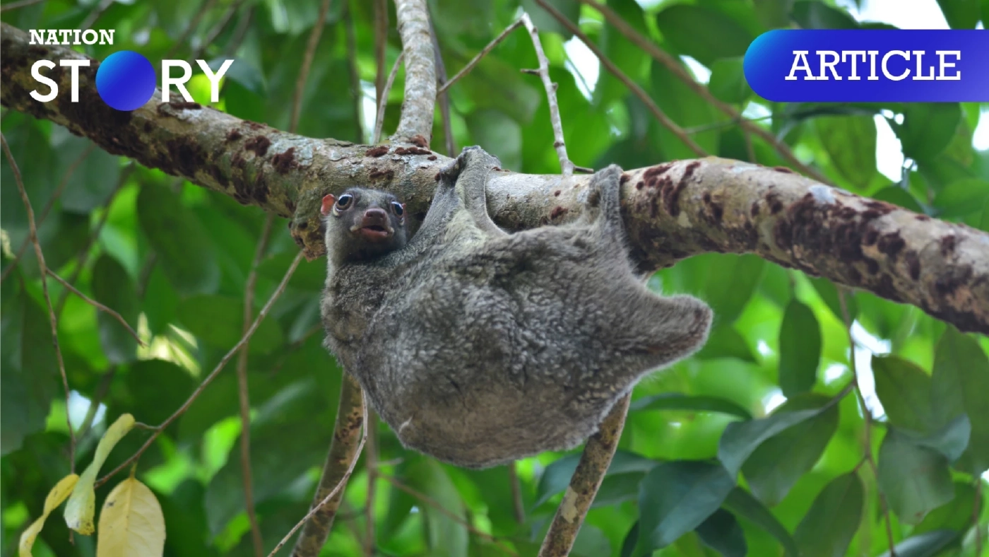 รู้จัก "บ่าง" มีอะไรเป็นเอกลักษณ์ กับที่มาของสำนวน "บ่างช่างยุ"