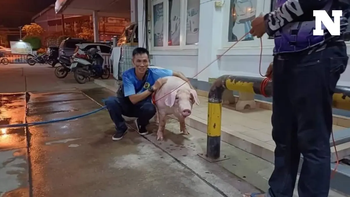หมูกระโดดจากรถ ขณะถูกพาไปโรงฆ่าสัตว์ ตำรวจใจบุญไถ่ชีวิตนำไปเลี้ยง หมูกระโดดจากรถ ขณะถูกพาไปโรงฆ่าสัตว์ ตำรวจใจบุญไถ่ชีวิตนำไปเลี้ยง