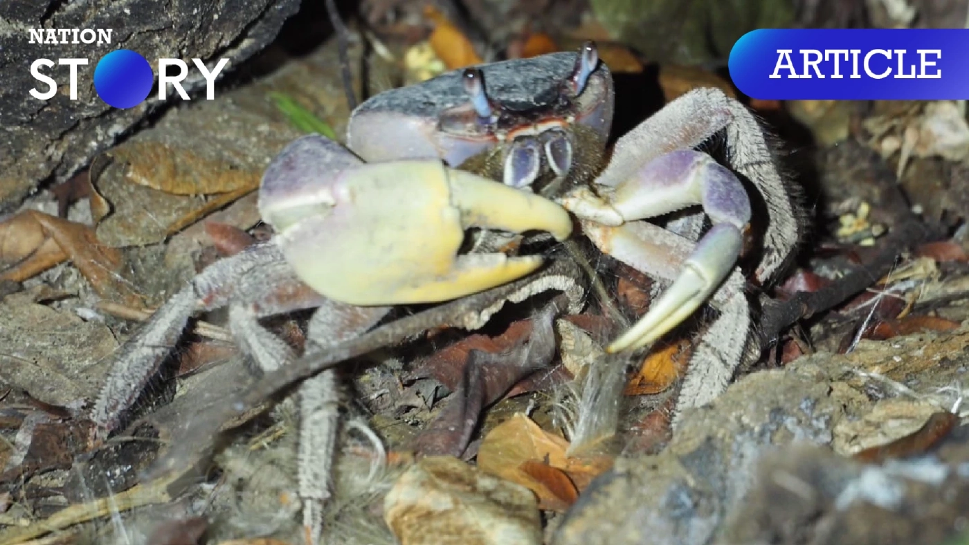 พารู้จัก "ปูไก่" สัตว์หายาก อช.หมู่เกาะสิมิลัน หน้าตาก็เหมือนปูทั่วไป แล้วเหตุไฉนได้ชื่อนี้มา