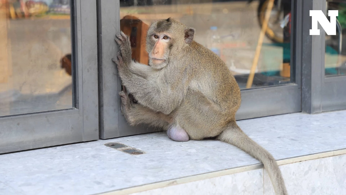 "นักอนุรักษ์" กังวลนำลิงลพบุรี ไปปล่อยเขาใหญ่ ทำระบบนิเวศพังแน่